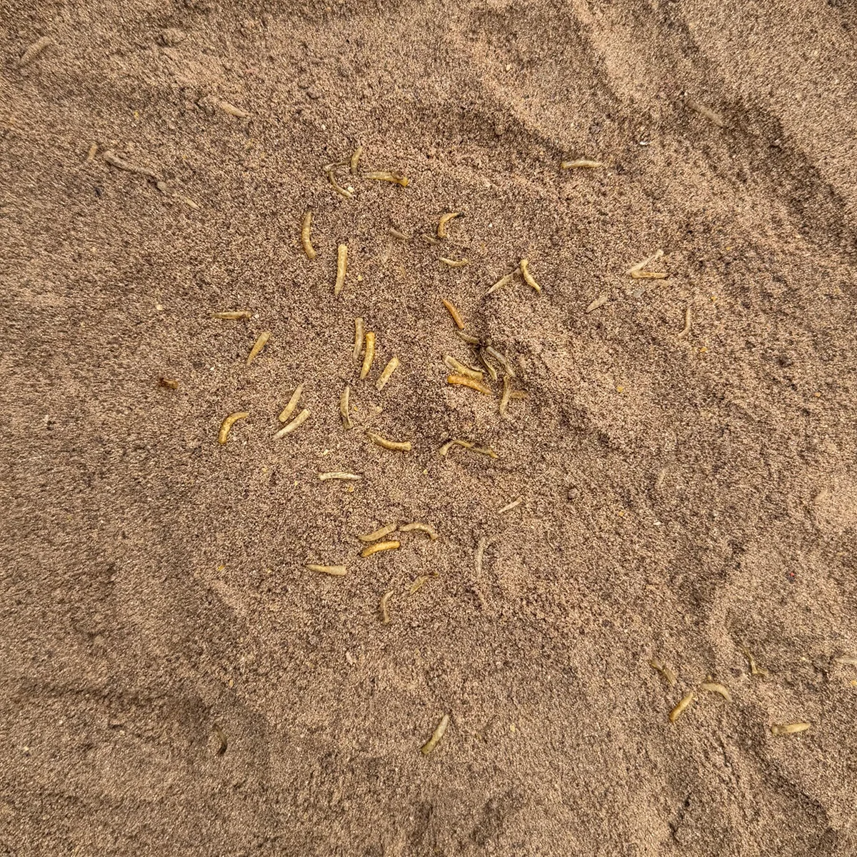 Senzor Planet NADA APA RECE FAINA PESTE & VIERMUSI 1kg