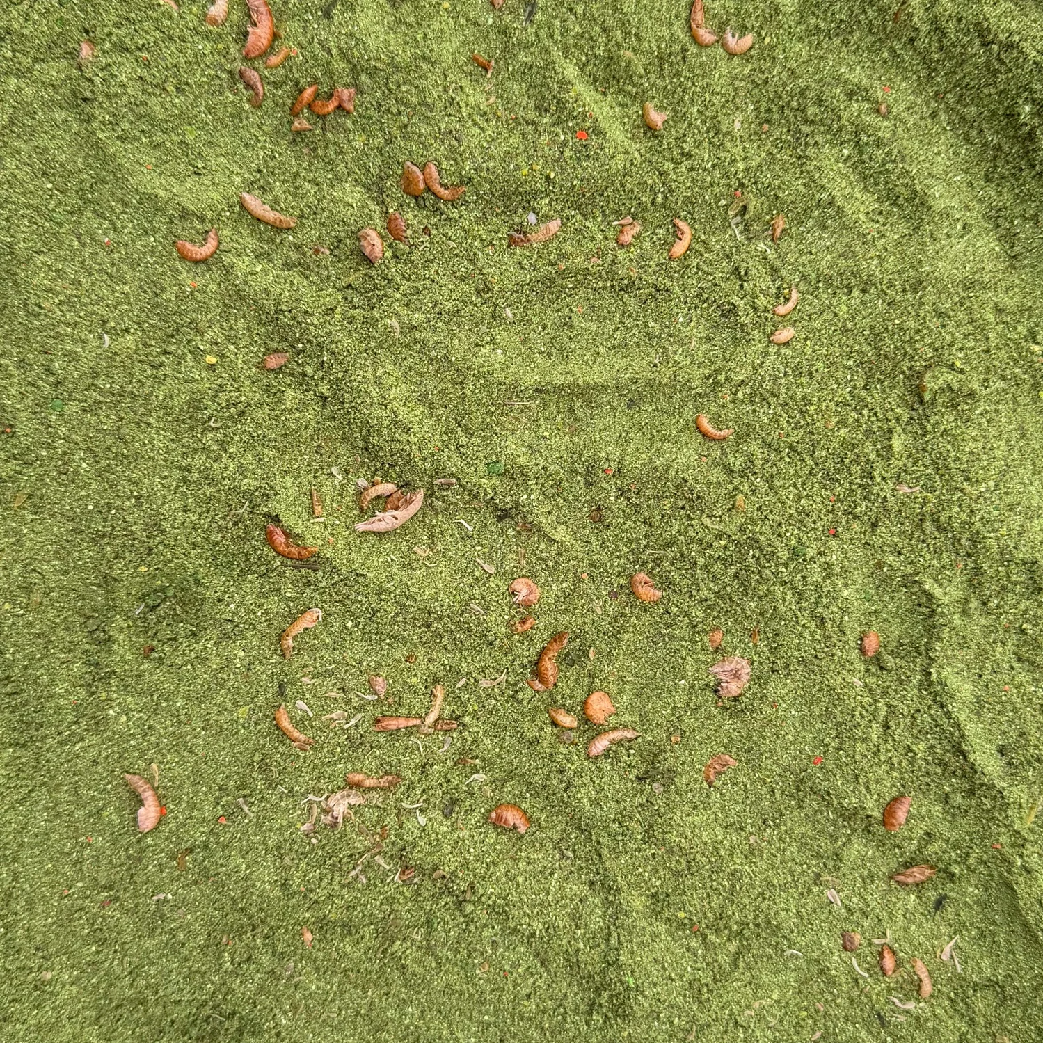 Senzor Planet NADA APA RECE ICE SHRIMPS 1kg