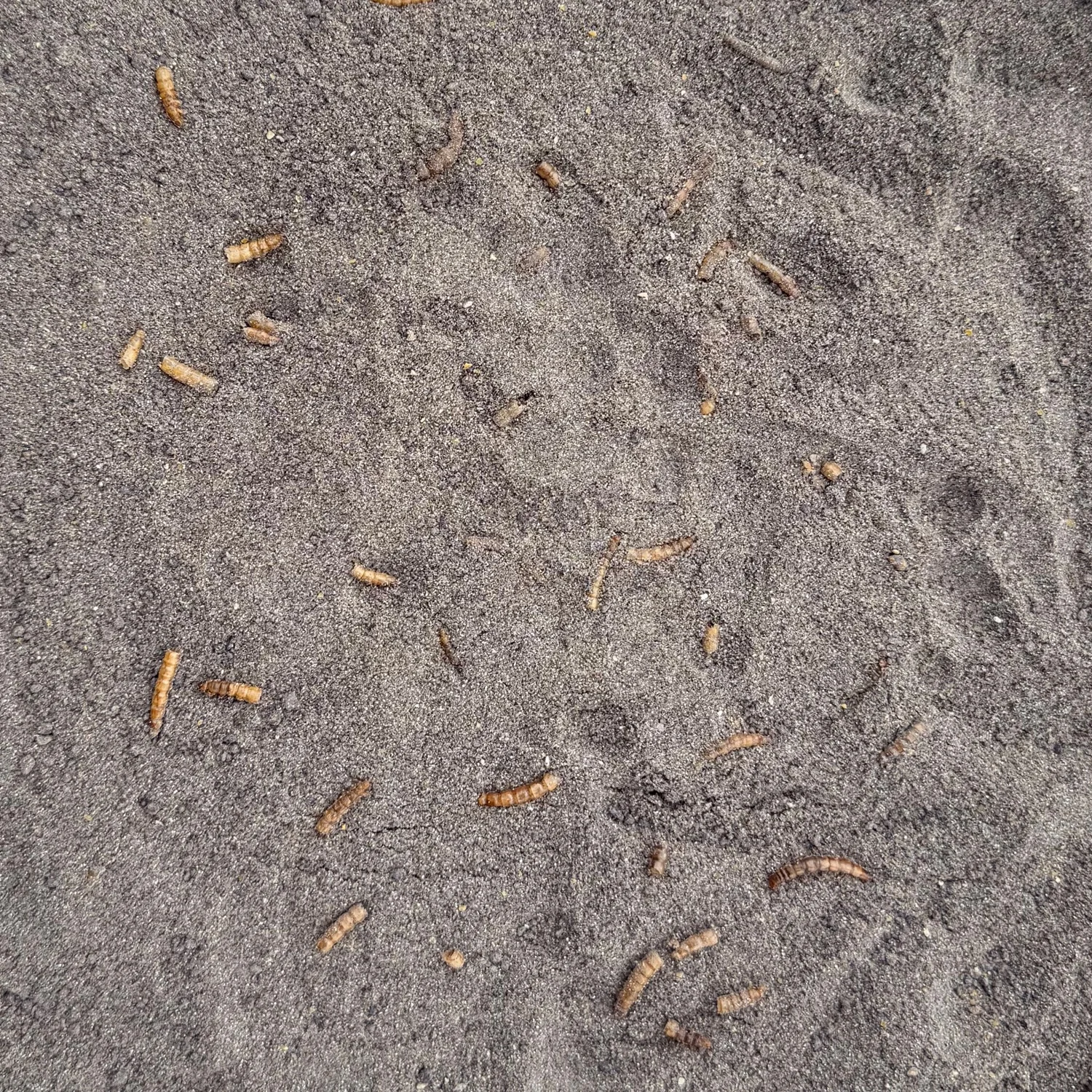 Senzor Planet NADA APA RECE RAME & DAPHNIA 1kg